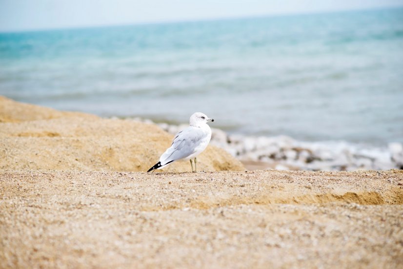 nichole thrasher b 04rgkgh30 unsplash